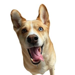 Meet your Posher, Alexandria